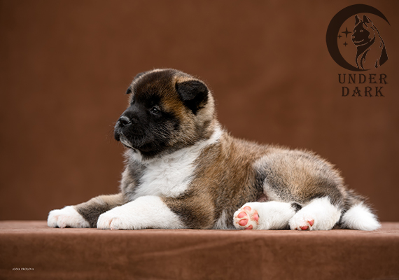 Щенки Американской акиты